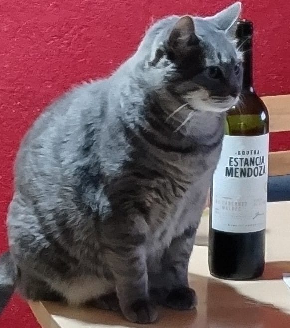 My cat